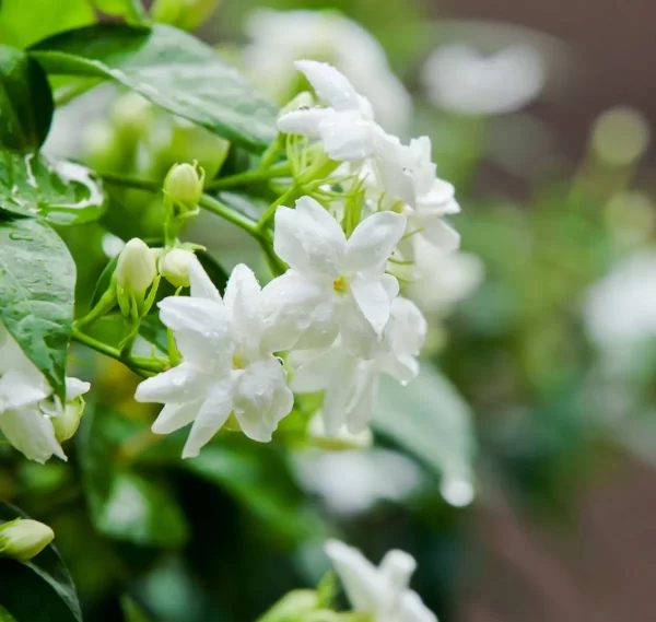 huile aromatique jasmin