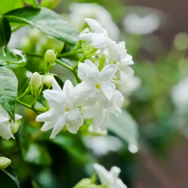 huile aromatique jasmin