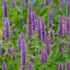 huile aromatique patchouli