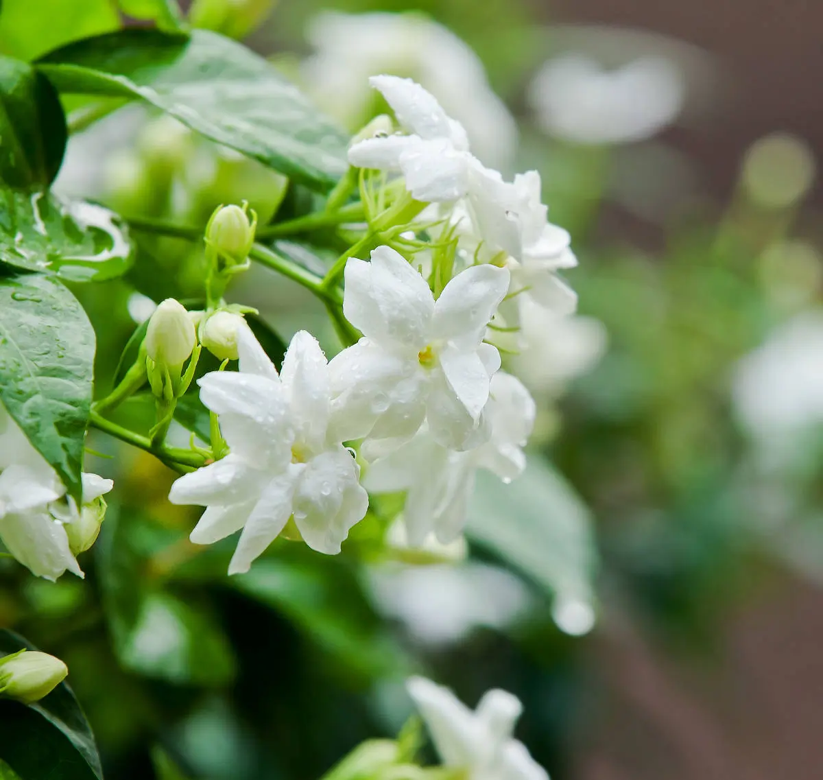 huile aromatique jasmin
