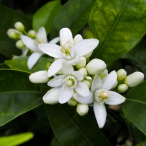 huile aromatique fleur-oranger