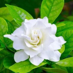 huile aromatique gardenia