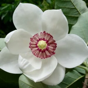 huile aromatique magnolia