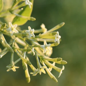 huile aromatique mesk-ellil