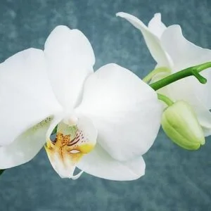 huile aromatique orchidee