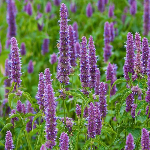 huile aromatique patchouli