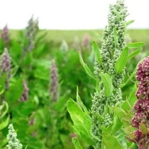 huile aromatique quinoa-love