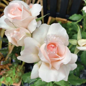 huile aromatique rose