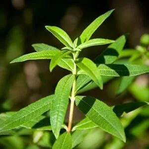 huile aromatique verveine