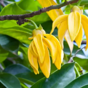 huile aromatique ylang-ylang